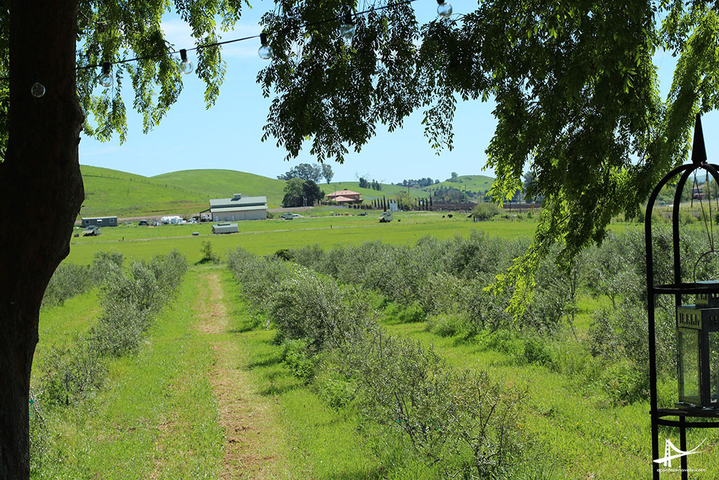 Oliveiras na Il Fiorello