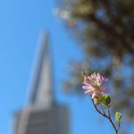 Transamerica Pyramid