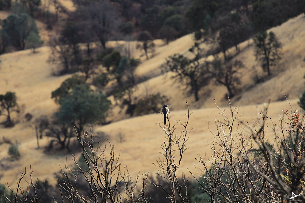 Caminhada no Mt Diablo