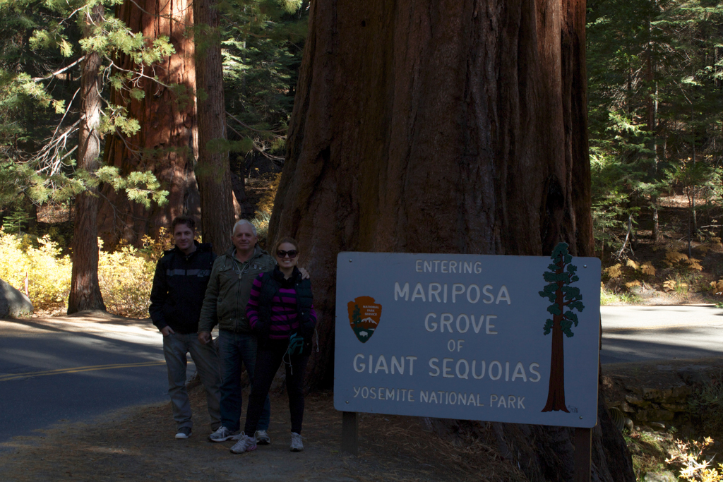 Mariposa Grove - as sequoias gigantes do Yosemite National Park