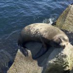 Leoes marinhos em Monterey