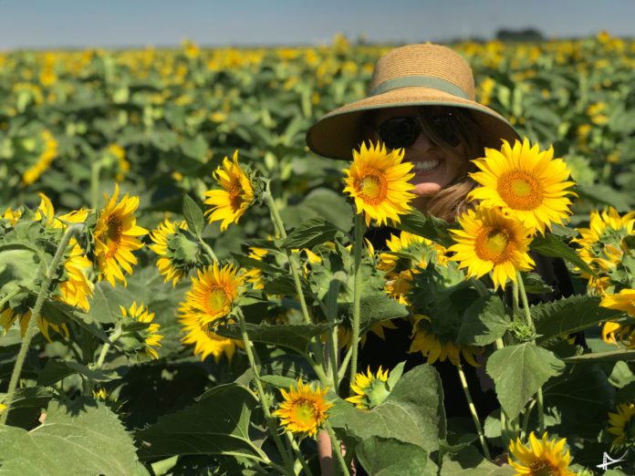 Campos de girassóis em Dixon na Califórnia