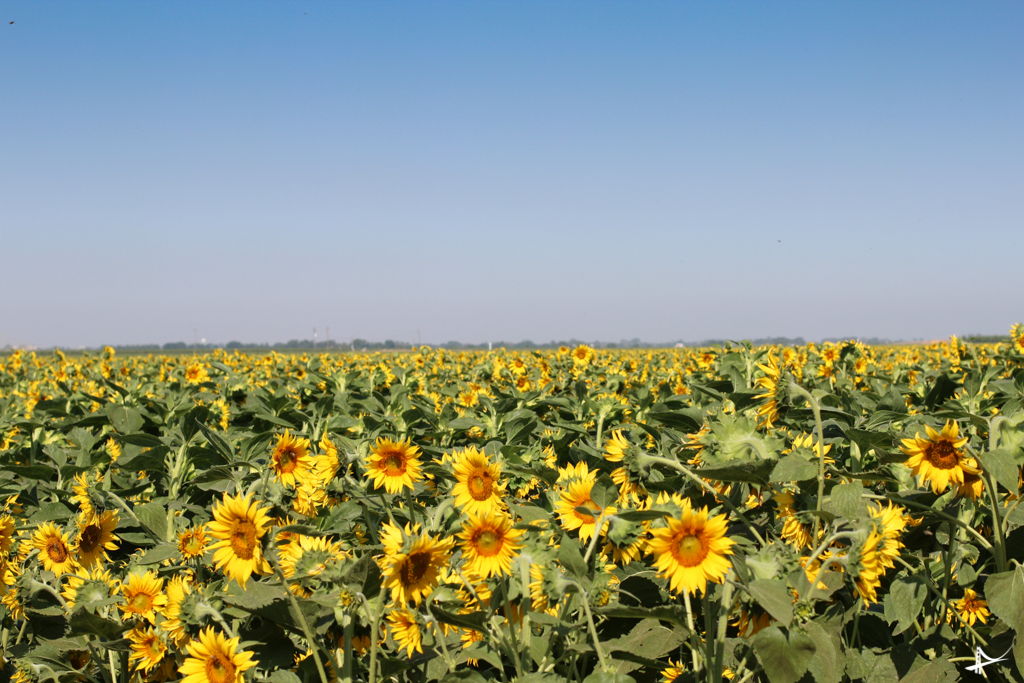 Field of Sunflowers