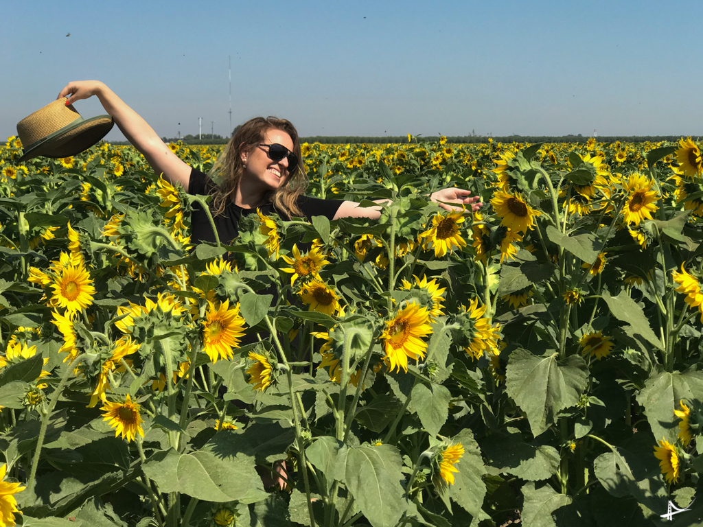 Sunflower Fields