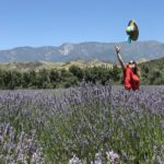 Campo-de-Lavanda