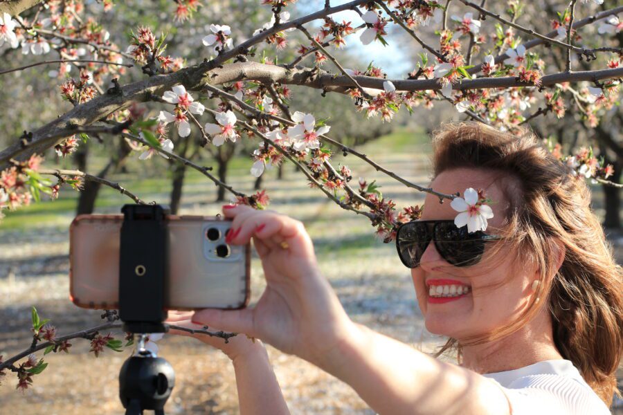 Almond Blossom 