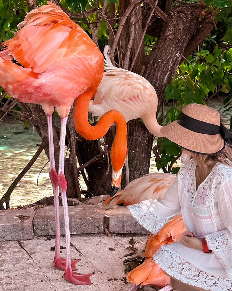 Alimentando os flamingos em Aruba