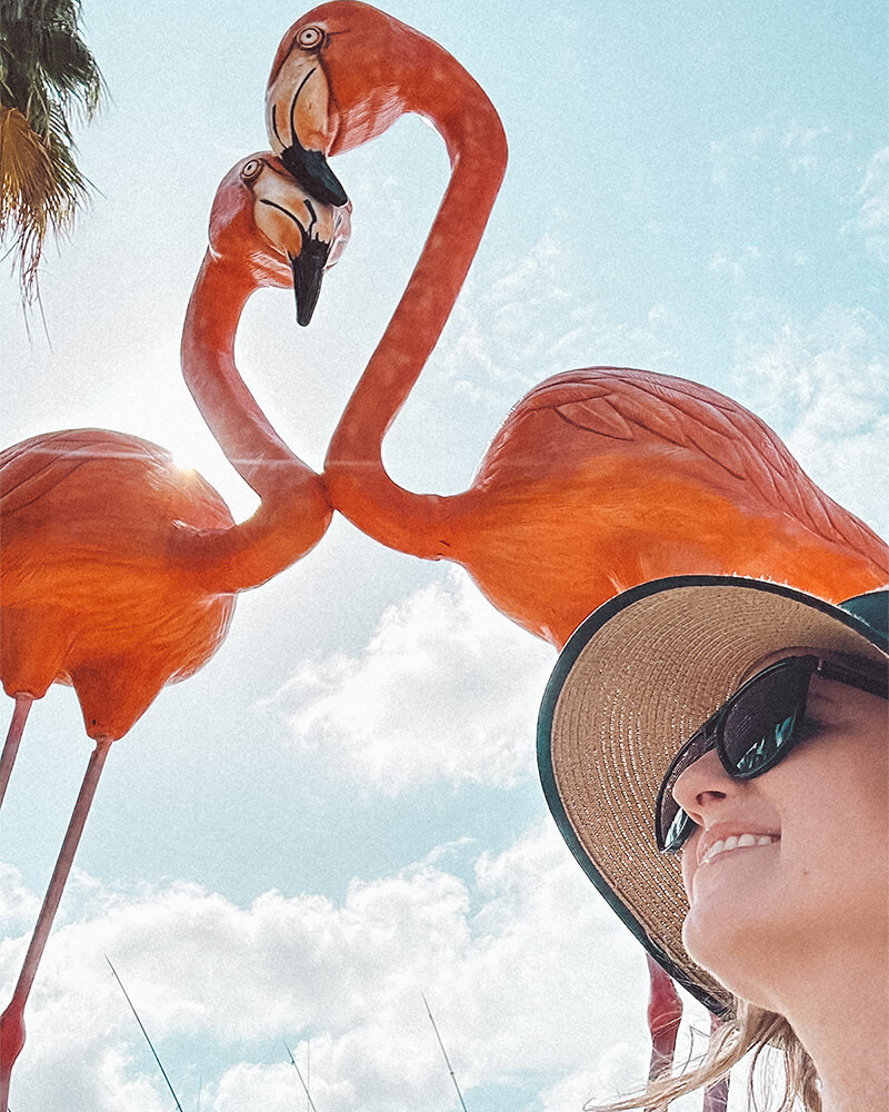 Flamingos no centro de Aruba