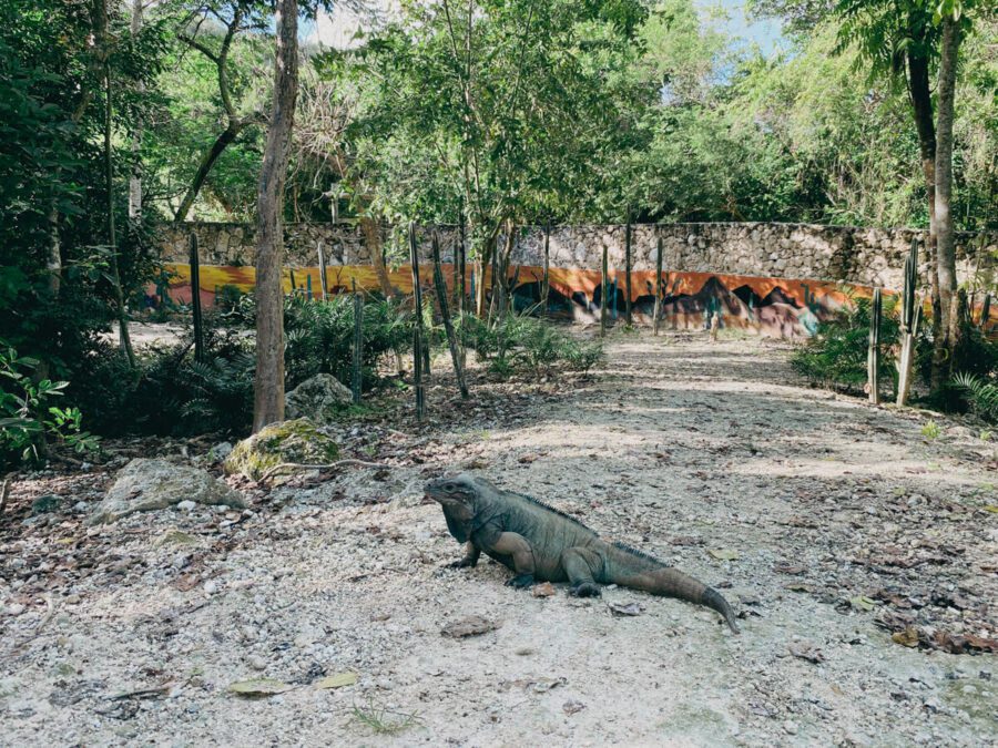 Iguanas no Scape Park