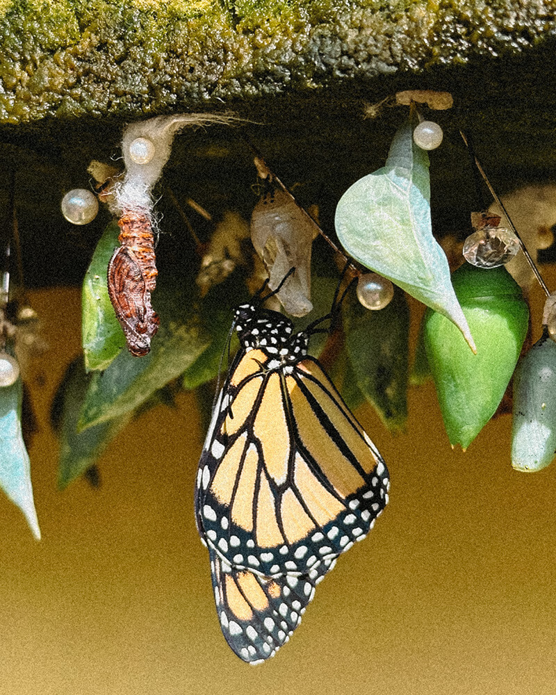 Butterfly Farm em Aruba